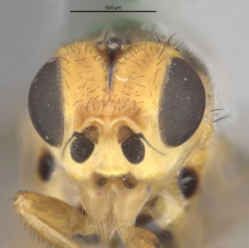 Media type: image;   Entomology 13357 Aspect: head frontal view